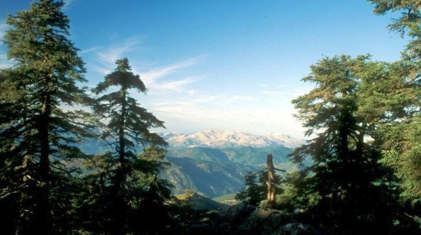 Los reales de Sierra Bermeja